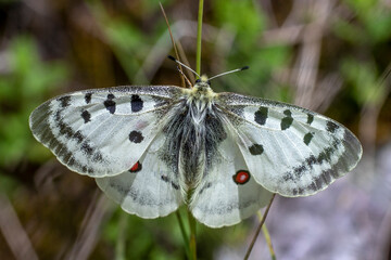 Roter Apollo (Parnassius apollo)