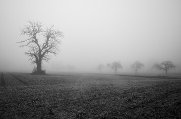 Bleak tree in the meadow on a foggy winter morning