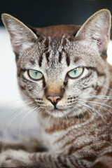 Lovely gray cat face portrait , close up