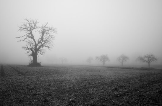 Bleak tree in the meadow on a foggy winter morning