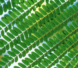 Obraz premium closeup of green leaf rows arrangement background nature