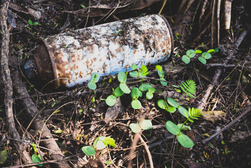 decay and birth old tin can and new saplings