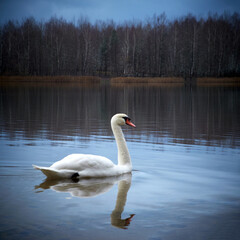 White swan in the lake against the background of the autumn forest