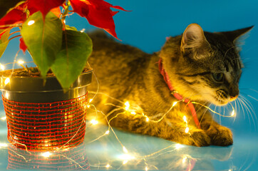 Portrait of cute kitten next to pot with poinsettia with christmas lights. Blue background.
