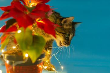 Portrait of cute kitten next to pot with poinsettia with christmas lights. Blue background.

