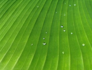Close up banana leaves with water drops