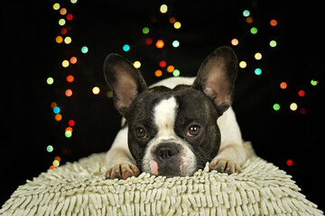 Christmas photo of french bulldog. Photo from photo studio with Christmas light background. 