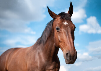 portrait of a horse with blue cloudy sky