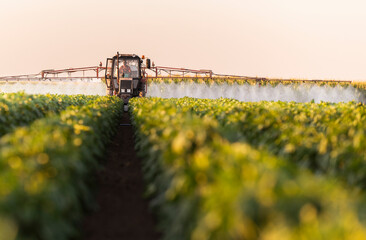 Tractor spraying vegetable field in sunset.