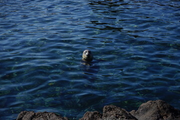 Wild Seal at  Senhoushi cape park, Senhoushimisaki, in Rishiri Island, Hokkaido, Japan  © Eric Akashi