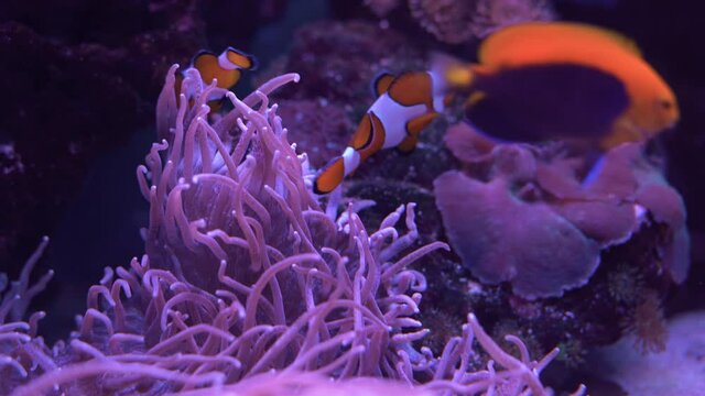 ocellaris clownfish, clown anemonefish, clownfish, false percula clownfish in anemone plant ,swim on plankton stream