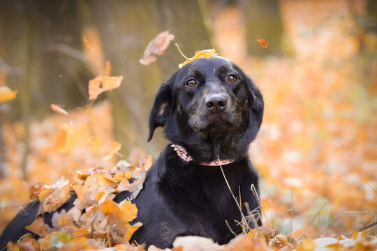 Black dog is lying in nature around are leaves. She is so cute dog.
