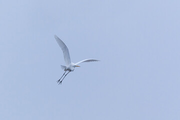 The great egret - Ardea alba bird