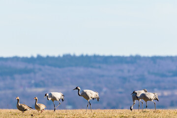 Cranes that goes in the field with greylag geese