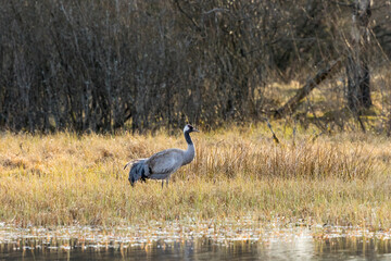 Crane at the lake in spring