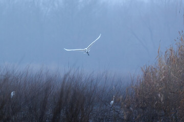 The great egret - Ardea alba bird