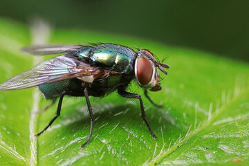 Flies on plants in the nature, North China Plain