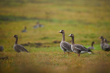 The greater white-fronted goose - Anser albifrons on field
