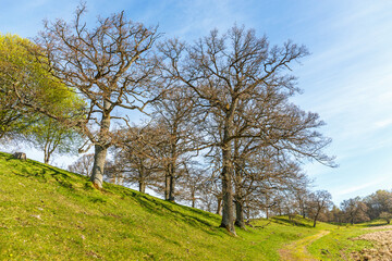 Oak grove in a beautiful spring landscape