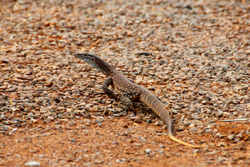 Sand Goanna (Bungarra) - Western Australia