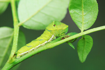 Papilio Zanthoxylum lives on wild plants in North China