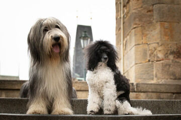 Bearded collie and puppy of poodle are sitting in city center. They were in center of Prague. She...