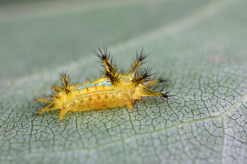 The larvae of moths are covered with bristles and look terrible
