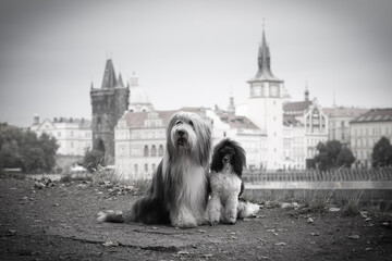 Bearded collie and puppy of poodle are sitting in city.