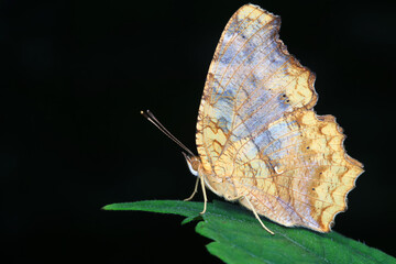 Lepidoptera insect on wild plants, North China