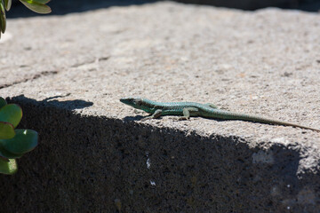 Eidechsen auf Madeira
