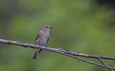 Spotted flycatcher (Muscicapa striata), Crete, Greece