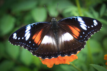 Beautiful butterfly perching on orange flower
