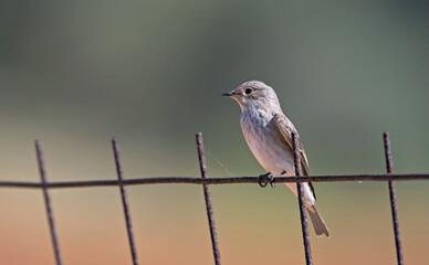 Spotted flycatcher (Muscicapa striata), Crete, Greece