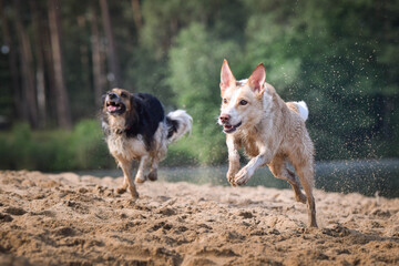 Two wet dogs are running on the sand. She is really good swimmer.