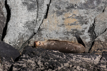 seal laying on the rock