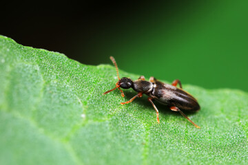 Formiform beetle on wild plants, North China