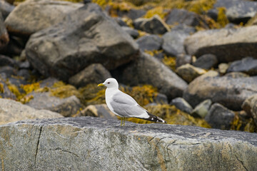 Seagull on sea fjord shore