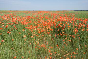 Fototapeta premium Red poppy flowers in a field on a sunny day. Clear blue sky over a poppy field. Scenery. Red wildflowers.