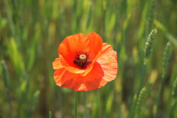 Big red poppy flower in a close-up. Beautiful flower with red petals.