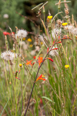 Blumen auf Madeira