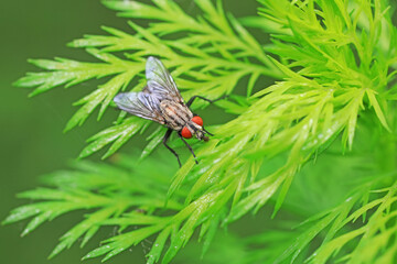 Flies on plants in the nature, North China Plain