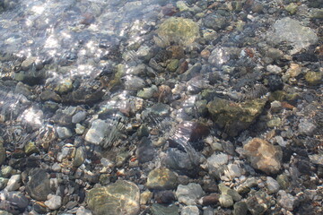 coral reef in the sea