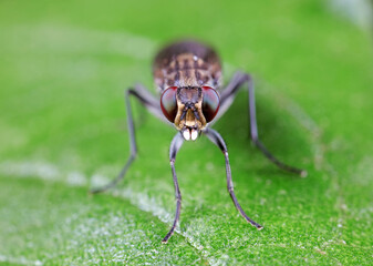 Flies on plants in the nature, North China Plain