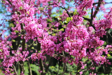 Obraz premium pink flowers in the garden
