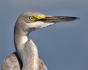 Head shot of a Hybrid heron with yellow lore.