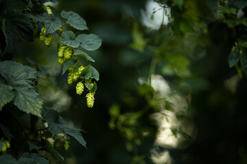 Hops being grown on a field