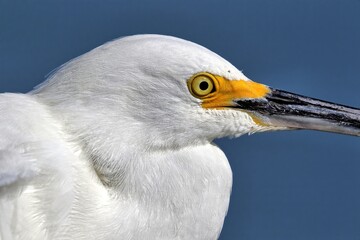 Up close head shot of Snowy egret with yellow lore. Egretta thula.