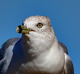 Head shot of Ring-billed gull with blue sky background. Larus delawarensis.