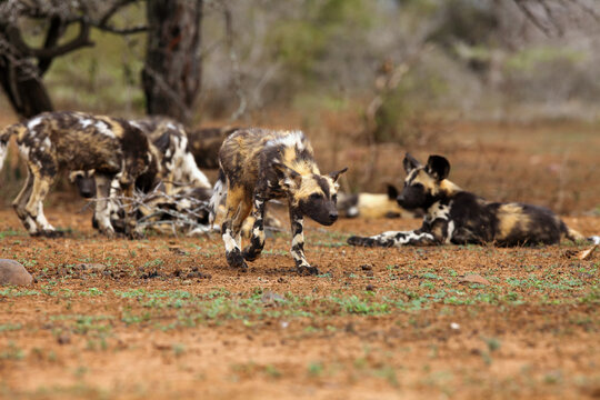 The African wild dog, African hunting dog, or African painted dog (Lycaon pictus), sneaking puppy. Young dog and the rest of the pack in the background.