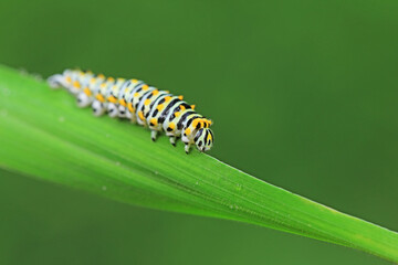Larvae of the Golden Phoenix butterfly on wild plants, North China